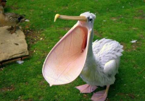 一种你不知道的憨憨鸟