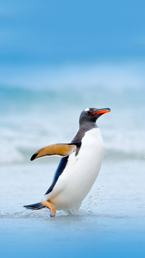 企鹅因为什么放弃飞行
